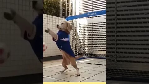 Super Dogs Reaction Videos😂😂||Funny Dogs🐶||Funny Dog Videos 1.8 #shorts #subscribe #funny #short