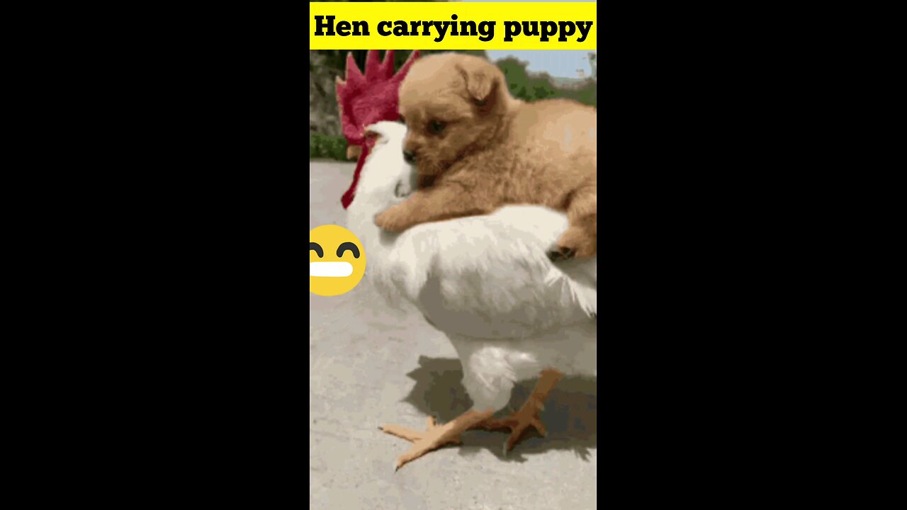 hen carrying puppy