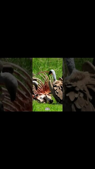 Vultures Cleaning Up | Saturday #shorts | #giveityourbestshort