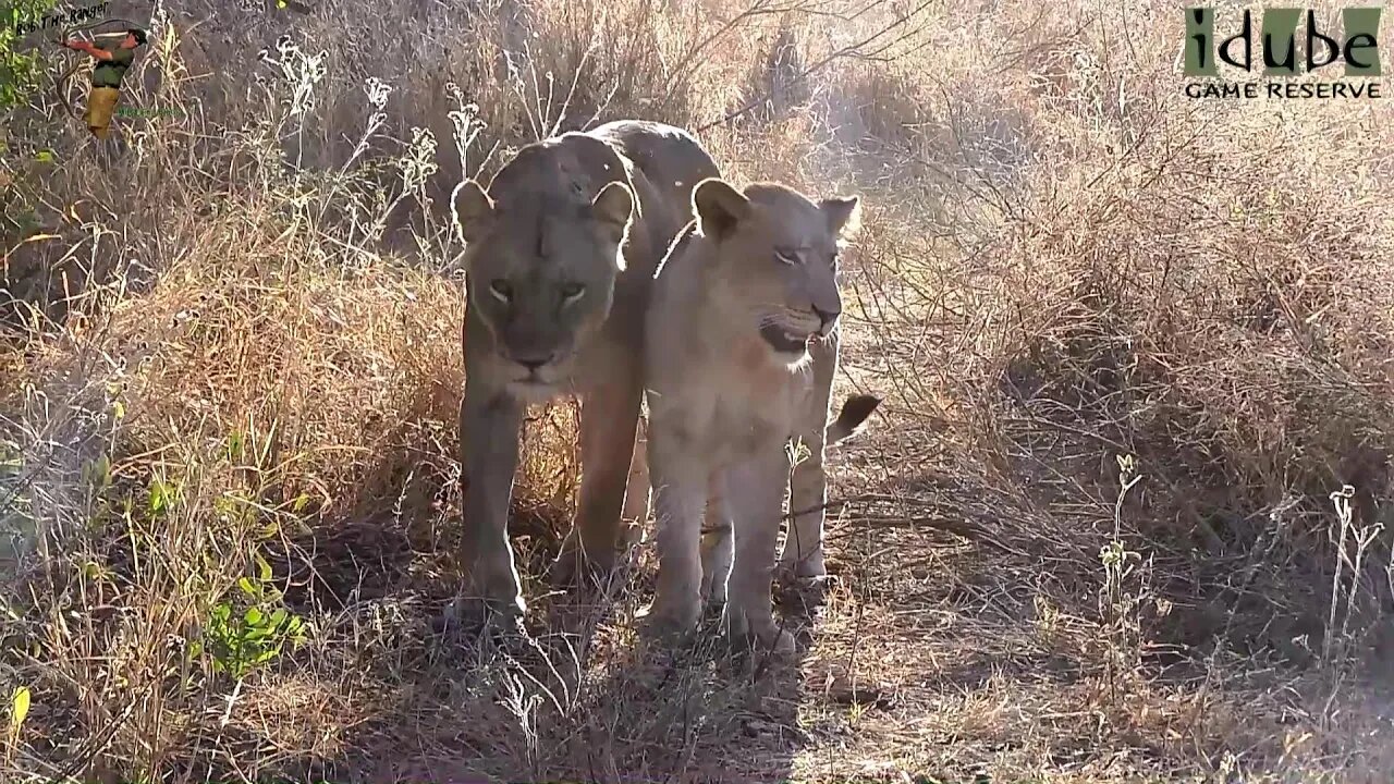 Daughters Of The Mapogo Lions - Rebuilding The Othawa Pride - 63: Return Of The Two Youngsters