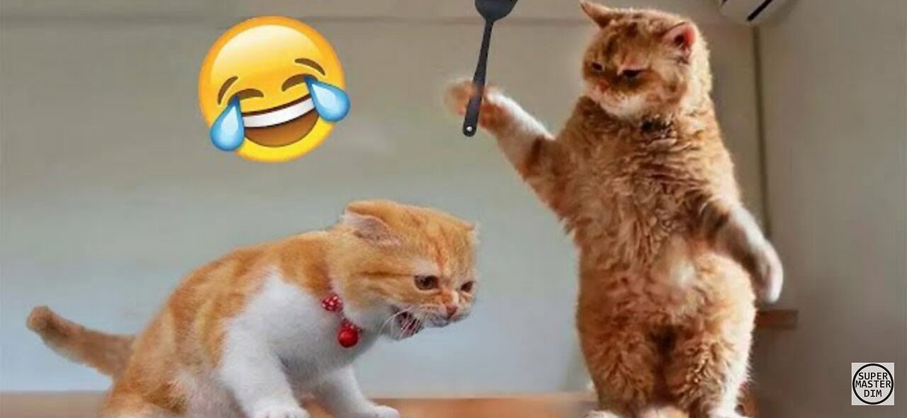 Funny Animal videos 2023 😂 funniest cats and dogs video 🐱🐱