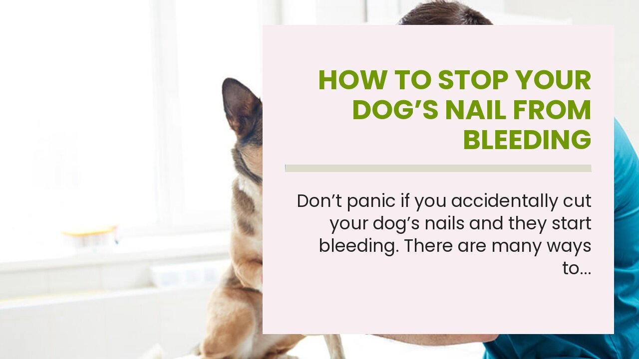 How to Stop Your Dog’s Nail From Bleeding