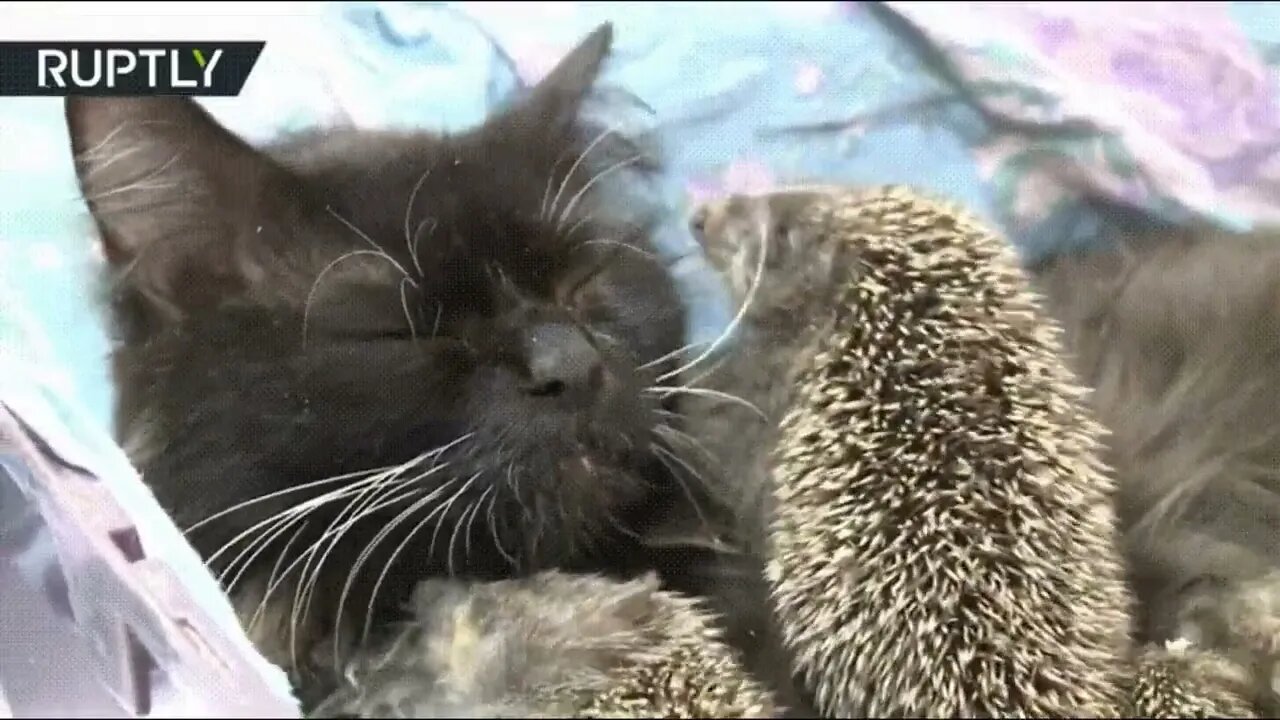 Cats can nurse hedgehogs