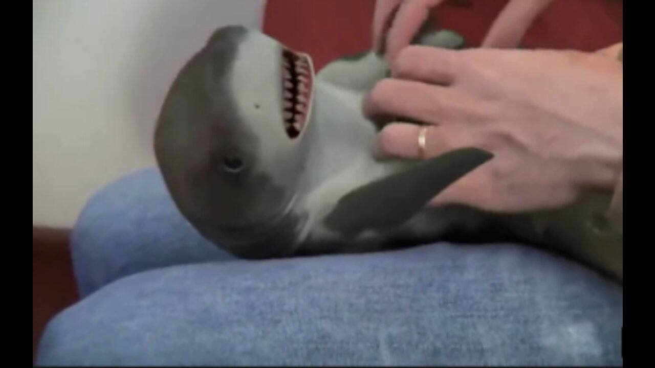 A cute but weird baby shark