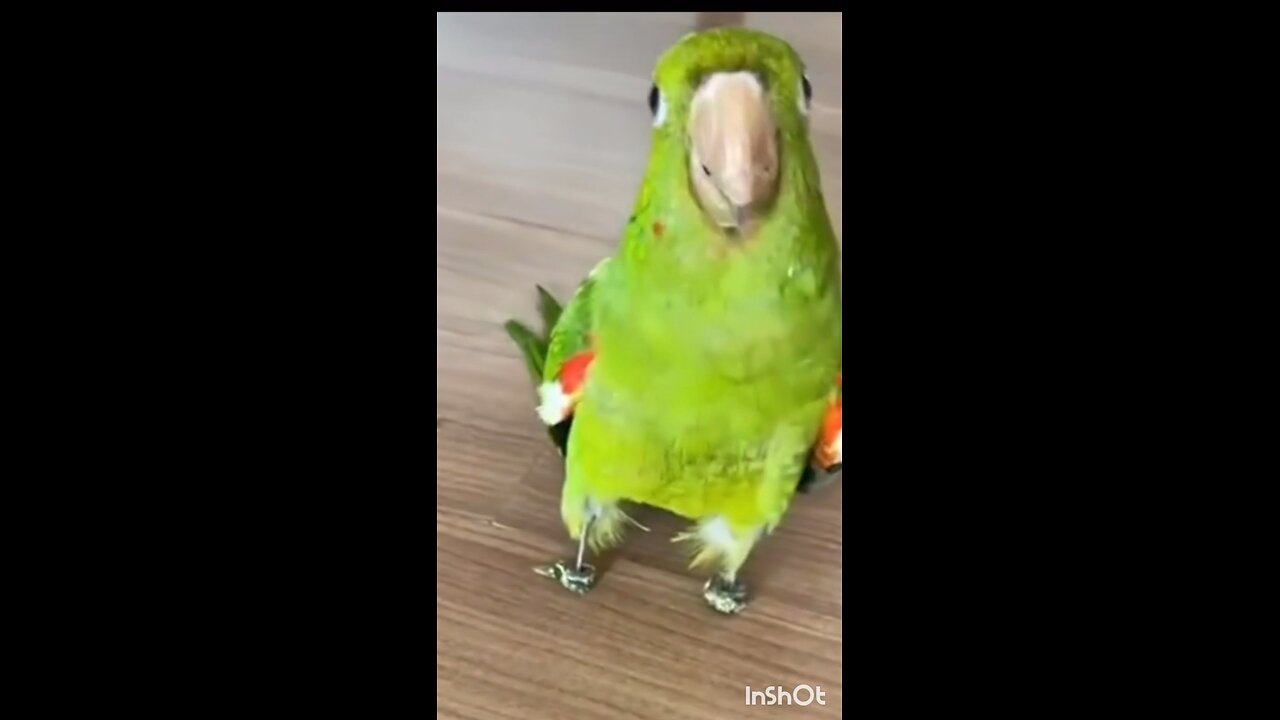 bird is the word