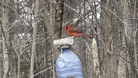 Male Cardinal James Gardens Toronto