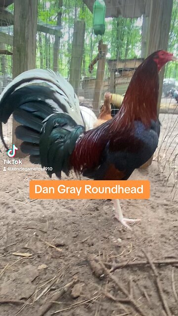 Dan Gray Roundhead brood fowl
