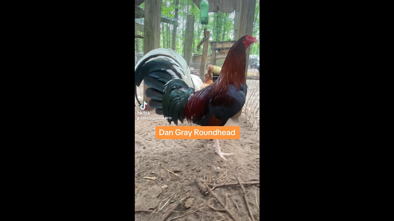 Dan Gray Roundhead brood fowl