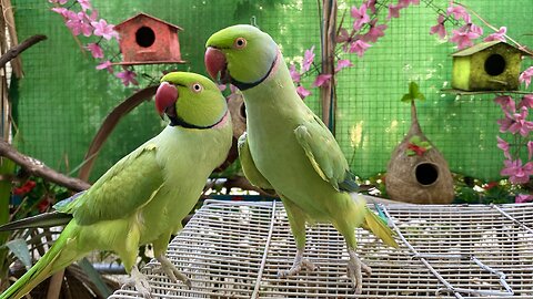 Talking Ringneck Greeting with each other