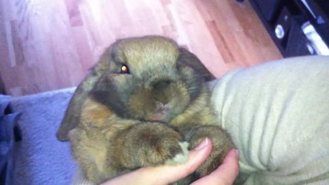 Adorable rabbit has taste for fried chicken