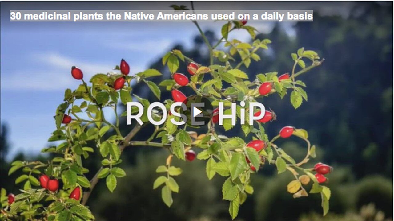 30 medicinal plants the Native Americans used on a daily basis