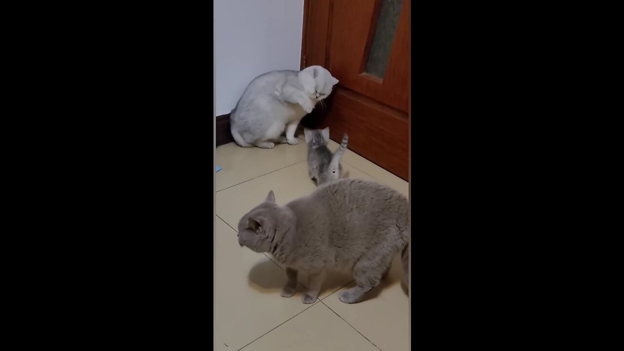 This cat defends its family