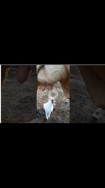 CAT WANTS TO FRESH MILK FROM COW,FUNNY,VIRAL,TRENDING,