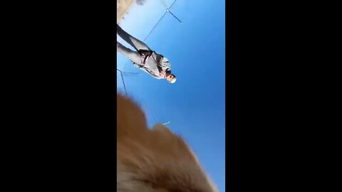 Red foxes have a wide vocal range
