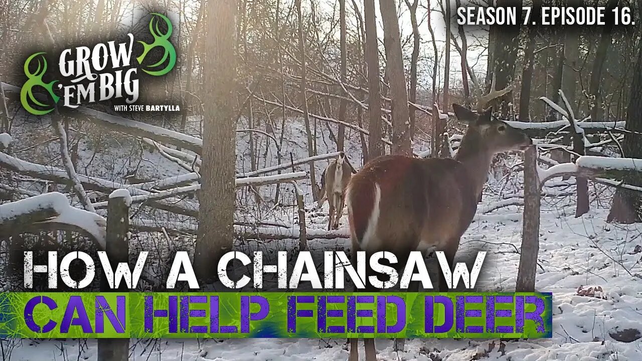 Help Whitetails Survive Winter