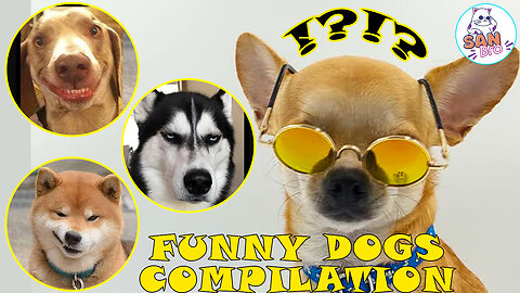 Cute Dogs Funny Video Compilation 2023- Animal Comedy Video