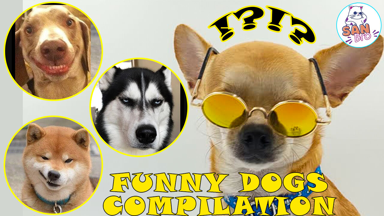 Cute Dogs Funny Video Compilation 2023- Animal Comedy Video