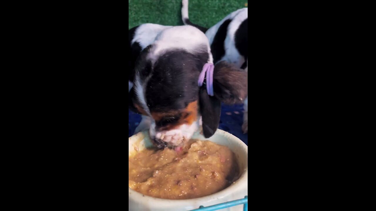 Hilarious Video of Super Hungry Dog Gobbling Food with Big Mouthfuls!