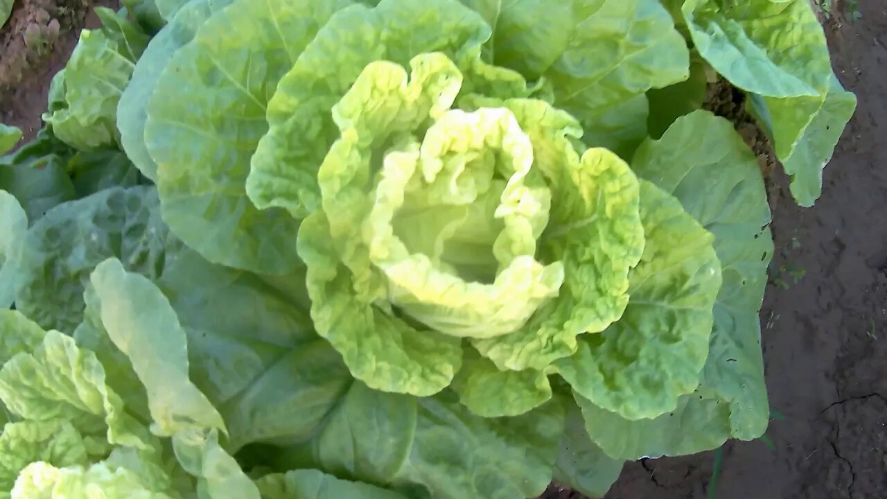 大白菜长势喜人,今年购买翻墙服务器的钱就靠这几茬大白菜了