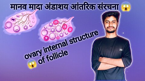 2 female ovary internal structure of folliclebiology