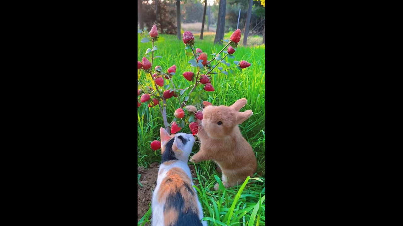 cat and rabbit eat strawberries how sweet 😊