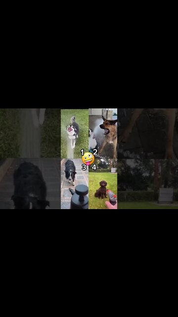 Water Spray. Which Dog Is The Happiest? - Funny Dog Video 🐾