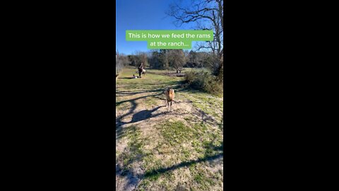 Ram Feeding At the Ranch..🐏