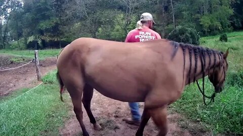 Allie the Wonder Horse needs No Lead Rope, Liberty lead, trot, and back