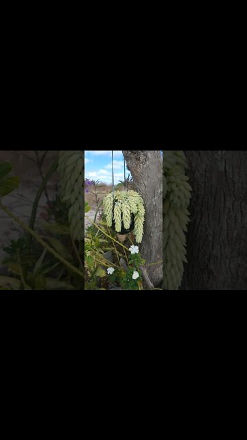 Olha só Galera que Planta Linda