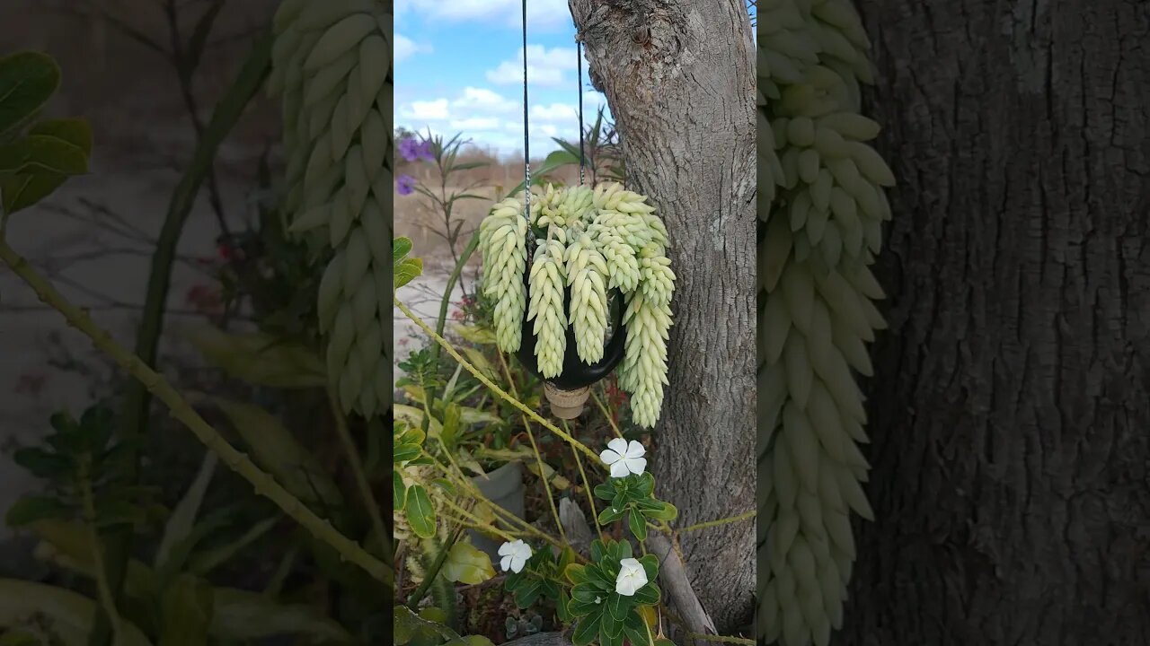 Olha só Galera que Planta Linda