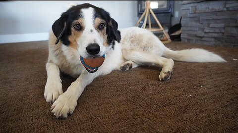 Sadie The Dog Sabotages A Hypothesized Game Of Fetch