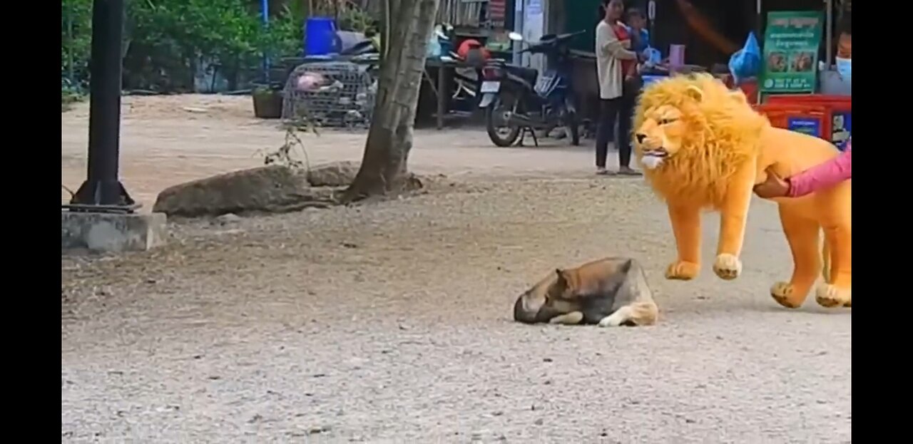 Troll Prank Dog Funny