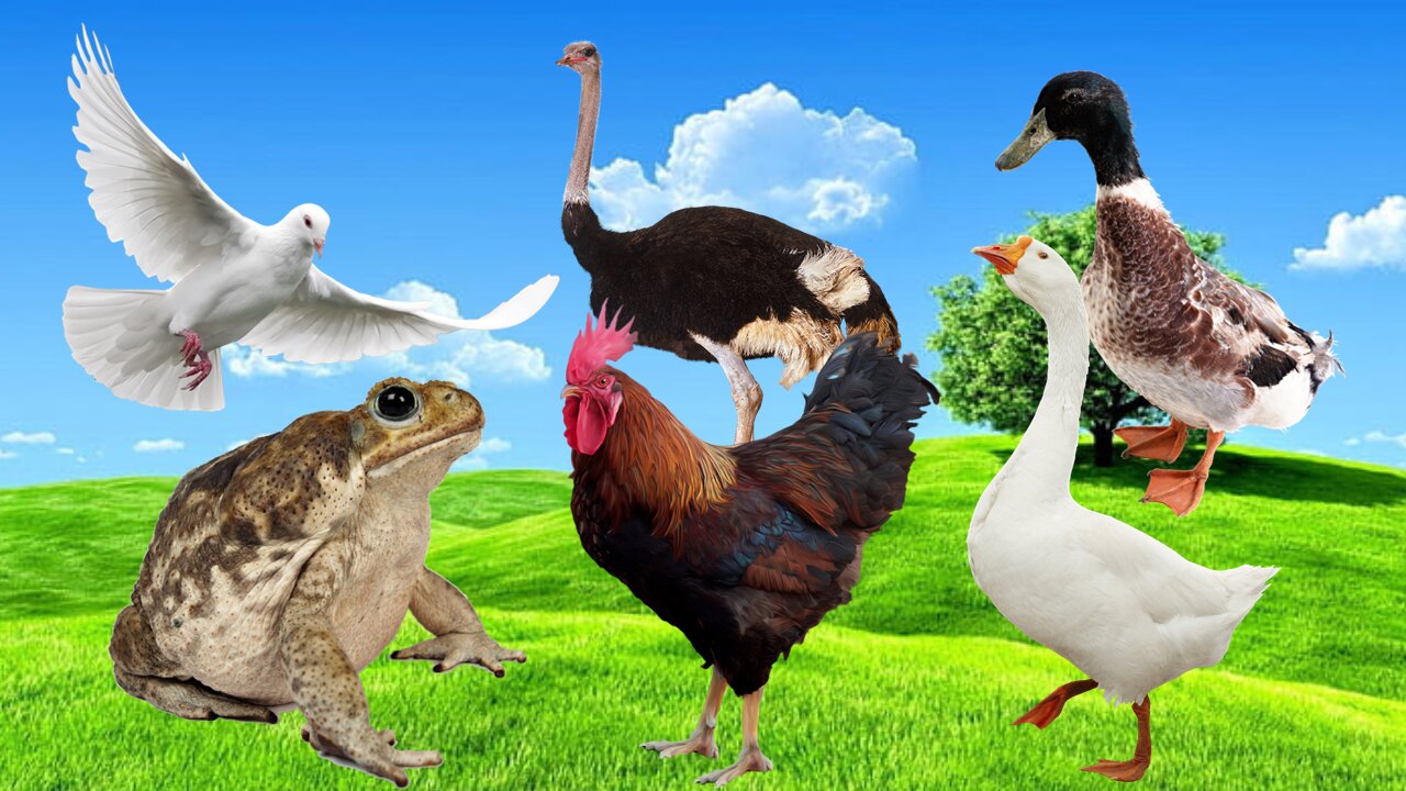 ANIMAL LAYING! CHICKEN! DUCK! SWAN! PIGEON! OSTRICH! FROG! Animal Sounds Videos!