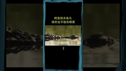 鳄鱼会杀死角马，但猎豹不会注意它们——鳄鱼、角马、猎豹、野猪、动物世界、野生动物、世界上的神奇