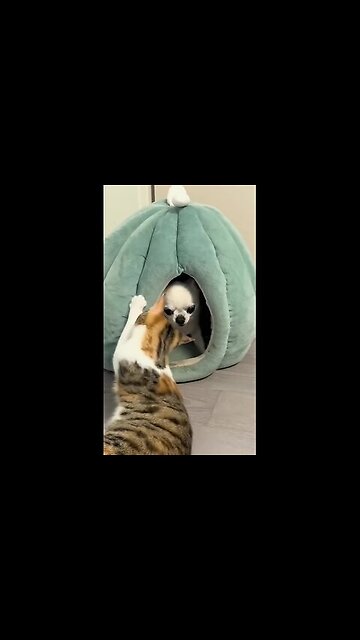 The cat will take over this house later, it’s just a matter of time.