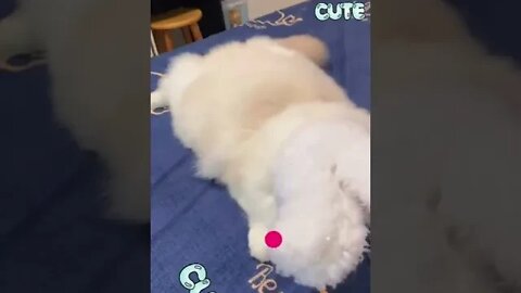 cute cat videos 😹 funny videos 😂 450 😻