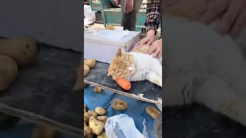 He's on a break..🐈🐾💤😅