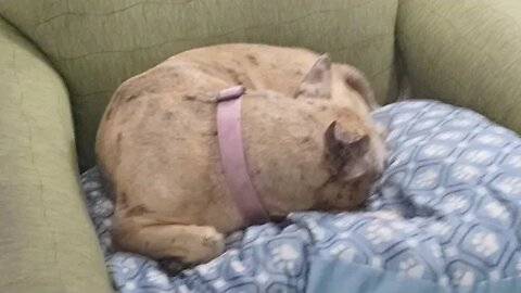 Cookie P. Pusser