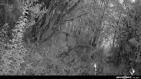 White Tail Buck Canada