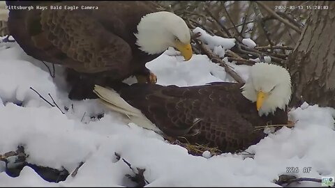 Hays Eagles Mom brings in a stick walks on Dad 2022 03 13 1519