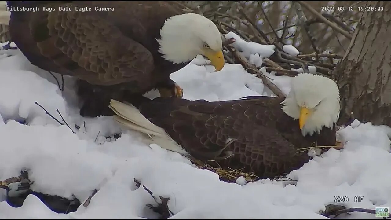 Hays Eagles Mom brings in a stick walks on Dad 2022 03 13 1519