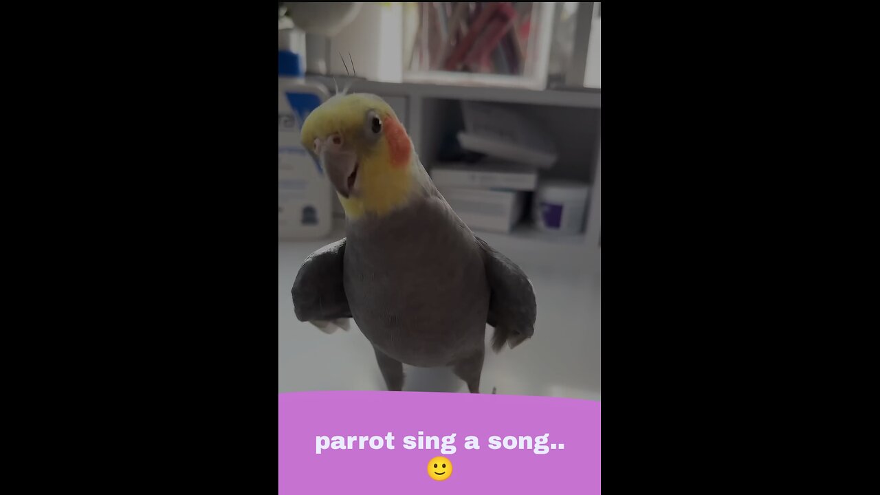 Parrot sing a song..🙂🙂🙂