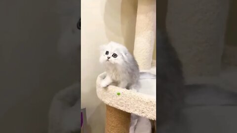 Pyari Si Kitten Khelti Huyi😻Cute Kitten👈