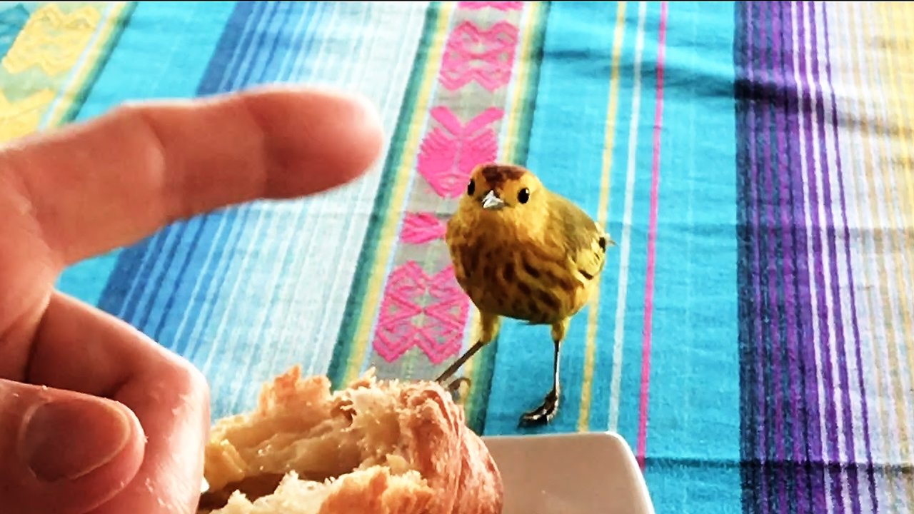 Bold canary shares bread with tourists at the breakfast table