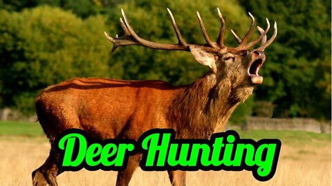 Deer hunting! How is your season going ? Let's talk all about hunting!