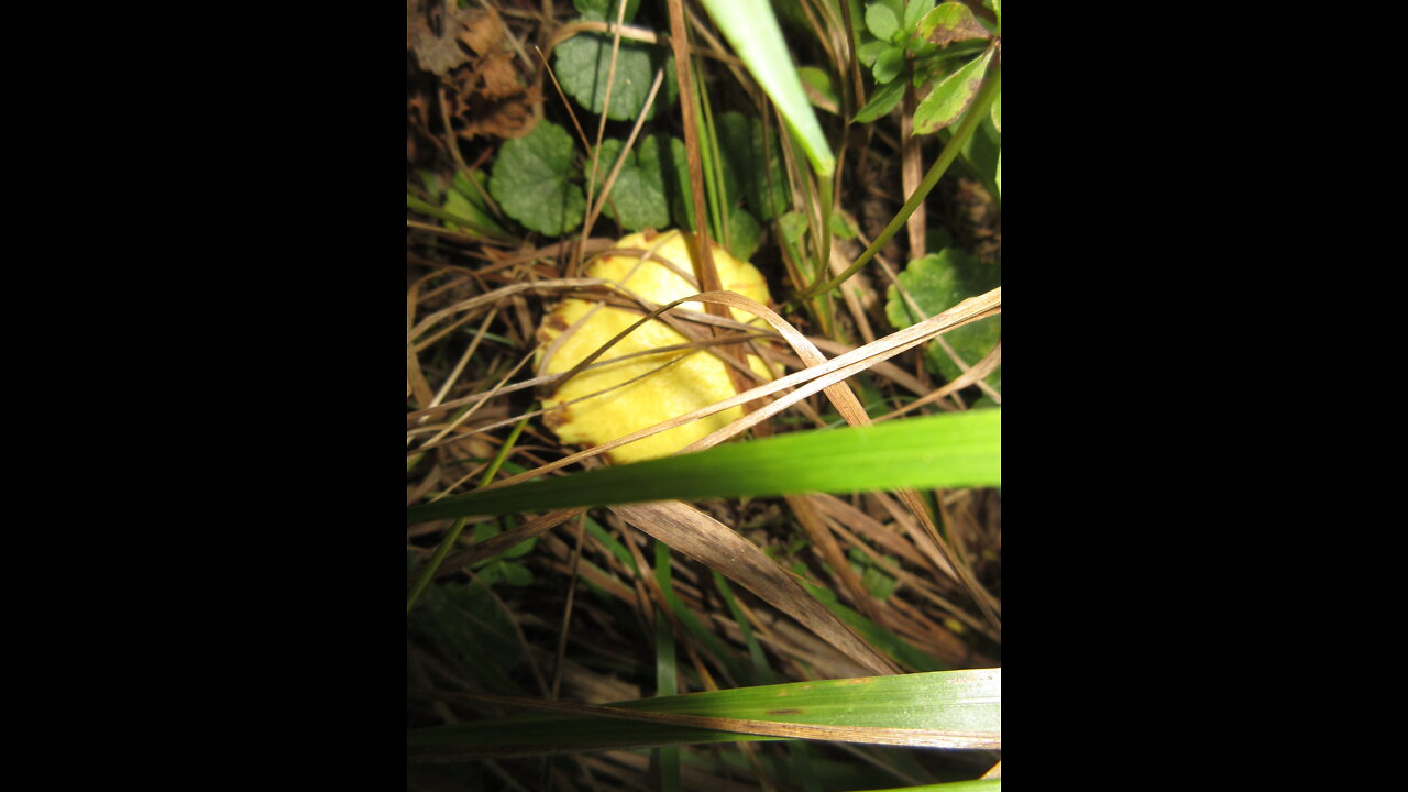 Quick Hello Wild Yellow Mushroom September 2021