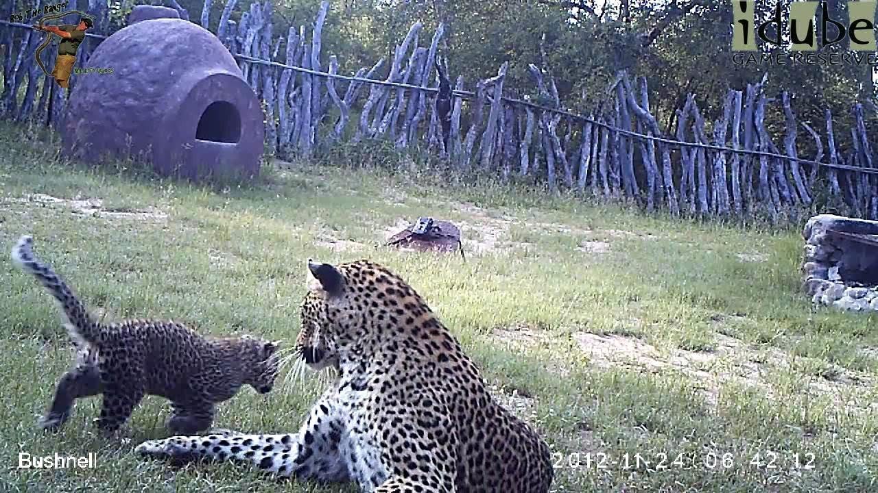 Leopard And Cub In The Bush Camp - Camera Trap Footage Part 8: 23/24 November 2012