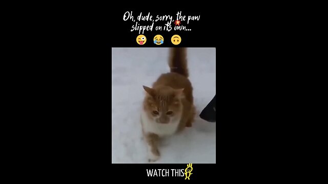 Funny Dogs And Cats Videos