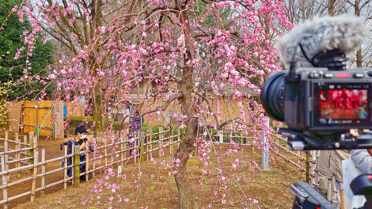 Blooming Tokyo - Kyodo, Chocolate, Gotokuji, Hanegi Park 4K HDR