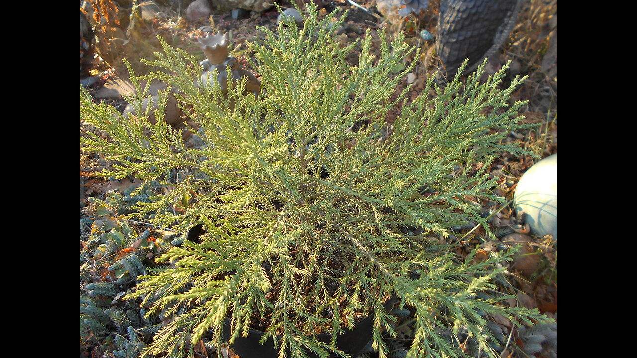 Heart Unedited Giant Sequoia Dec 2022